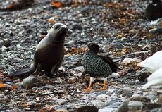 Kelpgans (1 von 8).jpg